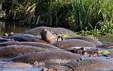 TANZANIA - Ngorongoro Crater - 77